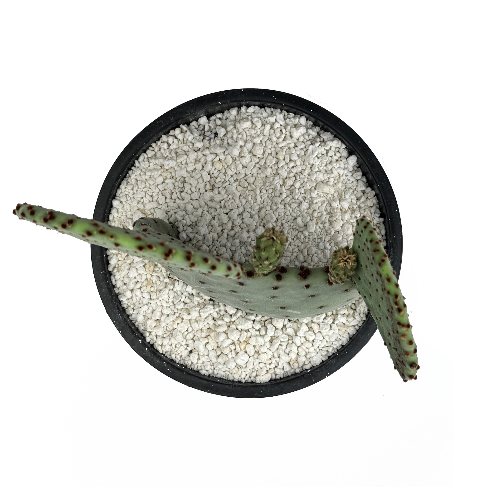 Opuntia rufida - Big Bend Beavertail – Happy Valley Plants