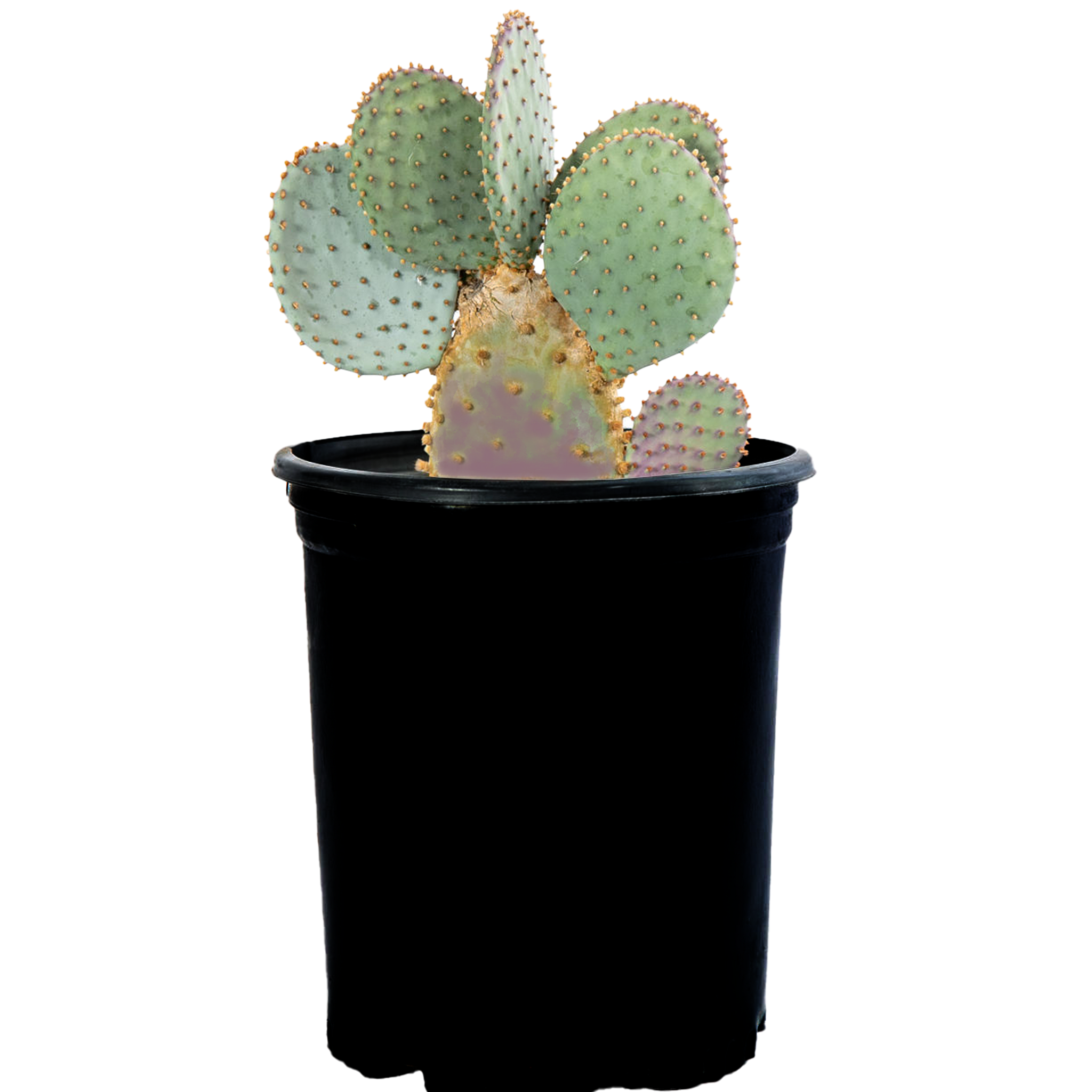 buy purple prickly pear cactus Opuntia violacea