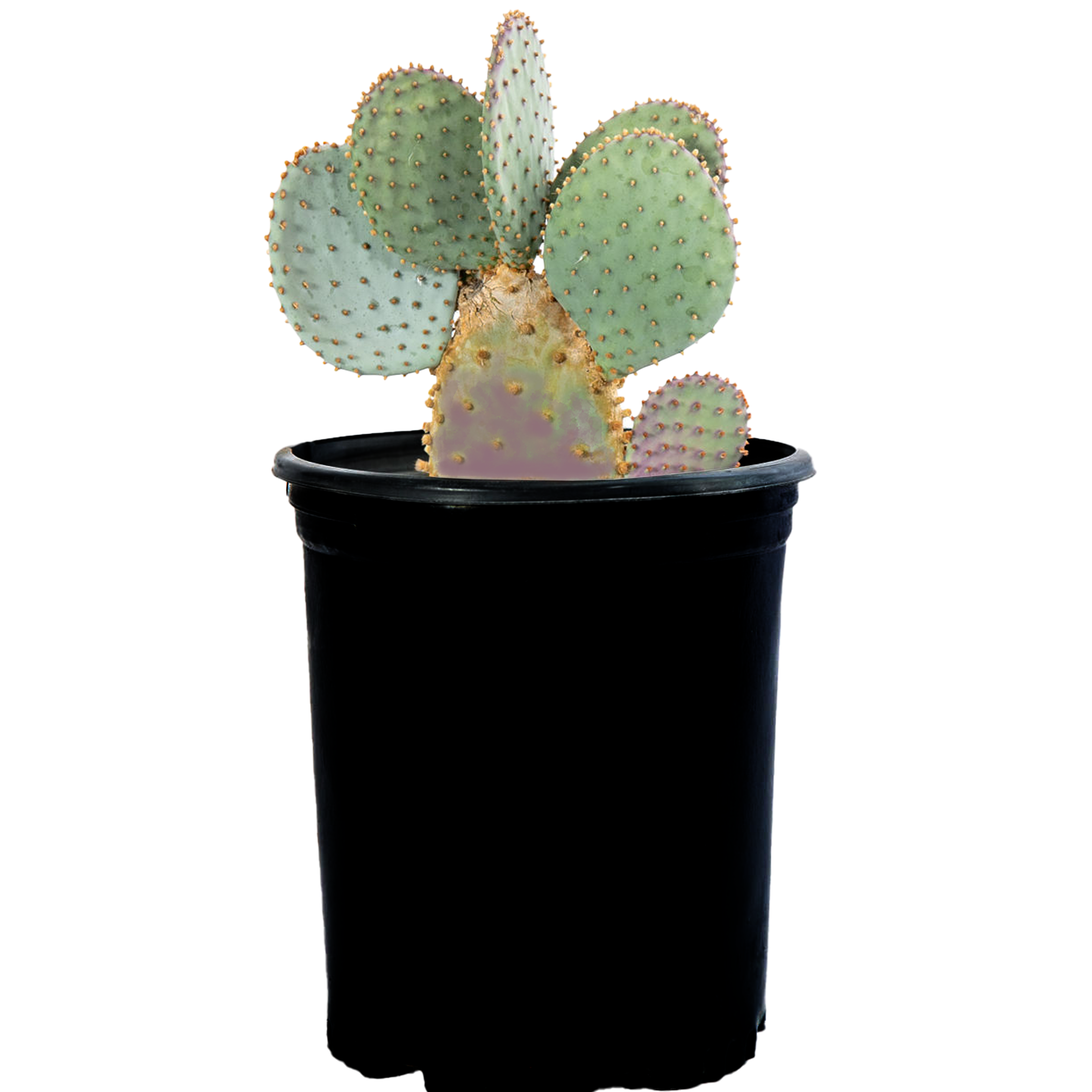 purple prickly pear cactus plant Opuntia violacea