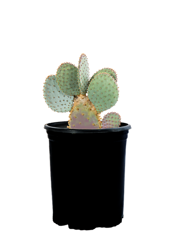 Full, high angle view of Opuntia violacea (Purple Prickly Pear), showing the wide, gray-green pads with noticeable purple hues, especially on pads stressed by drought or cold weather. The plant features several long spines, with numerous brown to black glochids on the pads. The distinctive coloration and spiny texture highlight the plant’s beauty and resilience, thriving in full to part sun. Hardy in USDA zones 7-11, it grows to 2-4 feet high and 2-5 feet wide.