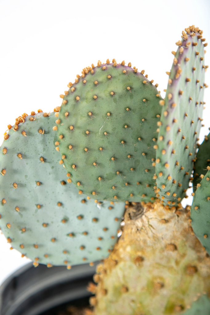
Close-up of Opuntia violacea (Purple Prickly Pear), showcasing a single pad with brown to black glochids scattered across its surface. The pad is a mix of gray-green and purple hues, with several long spines visible, each having a sharp, rigid appearance. The spines are concentrated at the edges of the pad, adding contrast to the softer, fuzzier texture of the glochids. The plant's intricate surface and the fuzzy glochids create a detailed, tactile look.