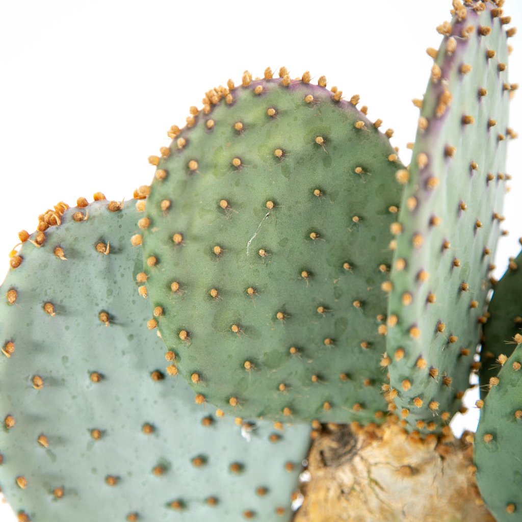 succulent terrariums Succulent Terrarium Workshop -- PRIVATE WORKSHOP – Rooted Living Chicago main image 0
