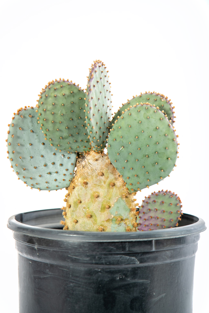 Close-up of Opuntia violacea (Purple Prickly Pear), showcasing a single pad with brown to black glochids scattered across its surface. The pad is a mix of gray-green and purple hues, with several long spines visible, each having a sharp, rigid appearance. The spines are concentrated at the edges of the pad, adding contrast to the softer, fuzzier texture of the glochids. The plant's intricate surface and the fuzzy glochids create a detailed, tactile look.