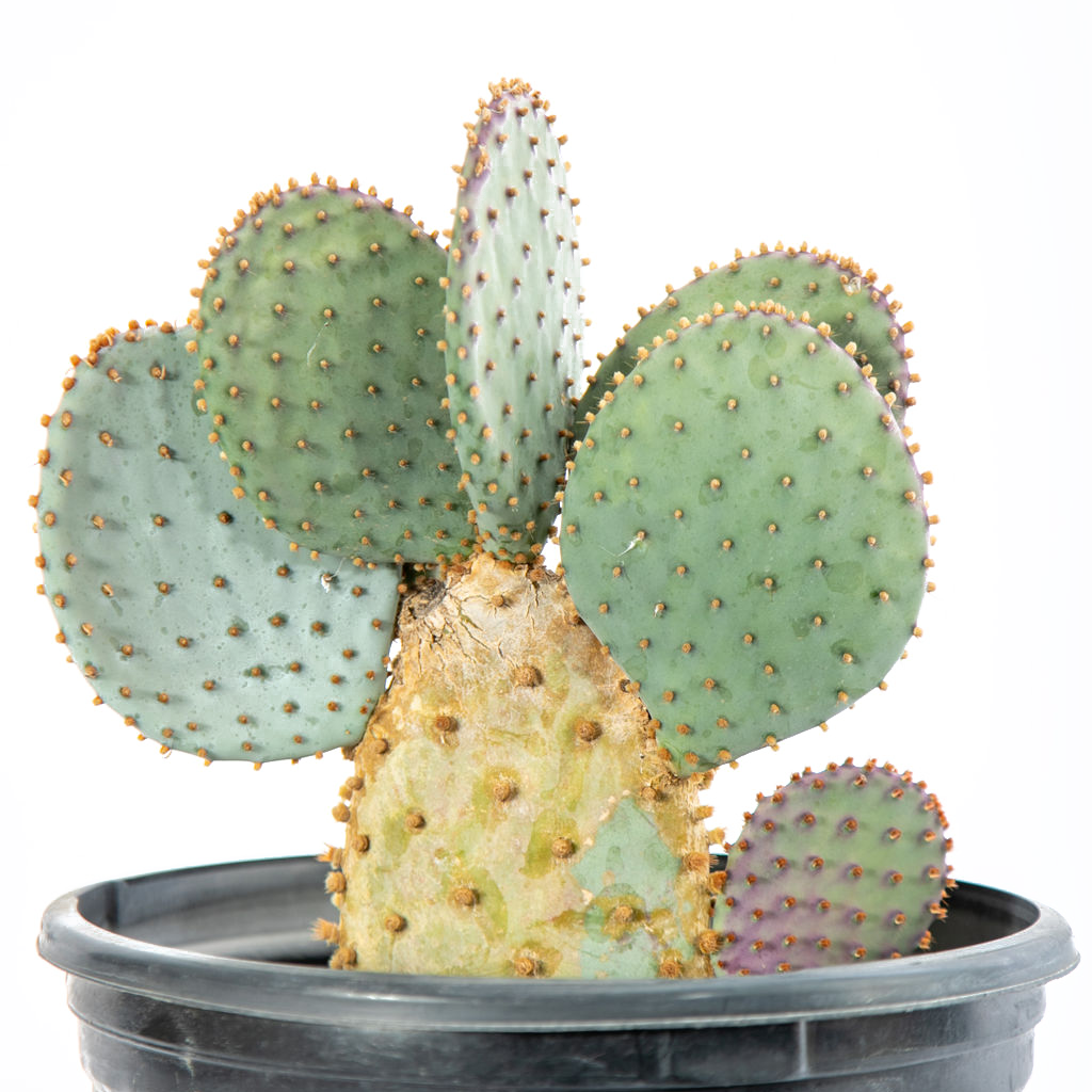 Opuntia violacea