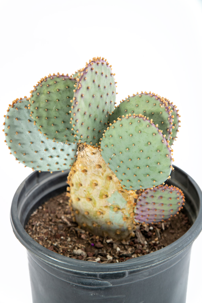 Close-up of Opuntia violacea (Purple Prickly Pear), showcasing a single pad with brown to black glochids scattered across its surface. The pad is a mix of gray-green and purple hues, with several long spines visible, each having a sharp, rigid appearance. The spines are concentrated at the edges of the pad, adding contrast to the softer, fuzzier texture of the glochids. The plant's intricate surface and the fuzzy glochids create a detailed, tactile look.