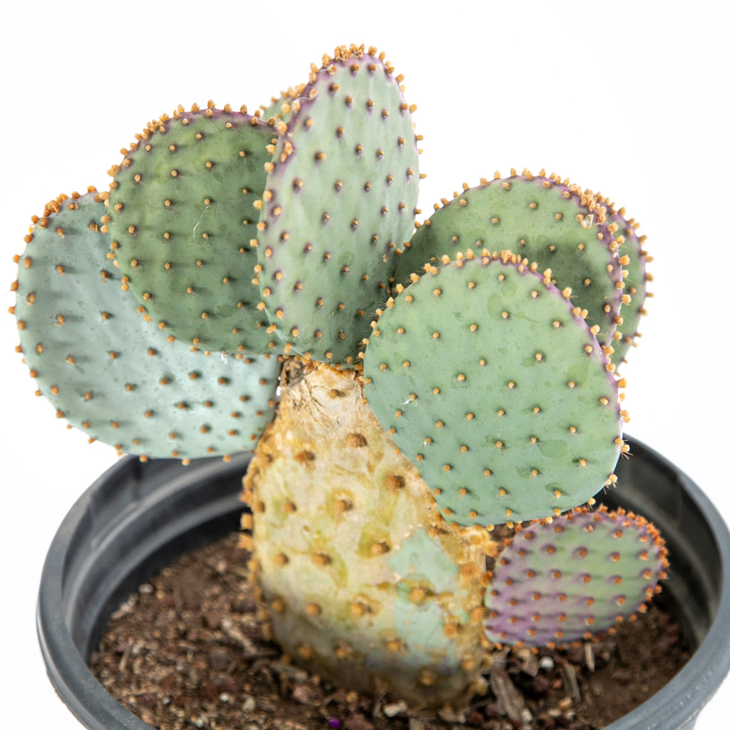 Opuntia violacea