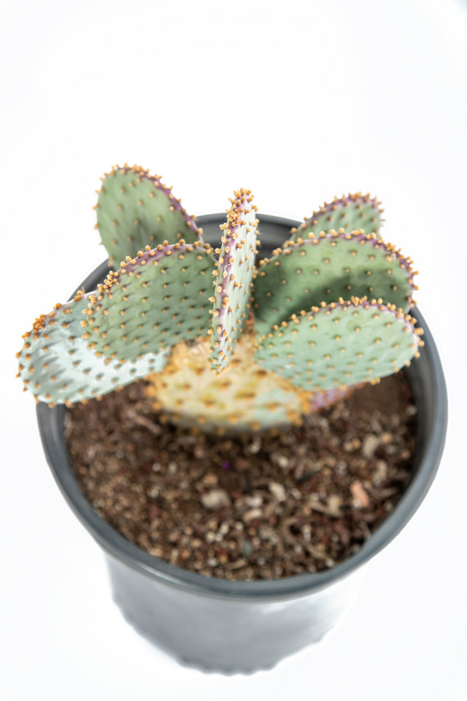 Top down view of Opuntia violacea (Purple Prickly Pear), showing the wide, flat pads with purple and gray-green coloration. The pads are arranged in a circular pattern, with numerous brown to black glochids visible. The long spines protrude from the pads, and the overall shape of the plant appears compact and dense. The view emphasizes the plant's texture and the distinct variation in color across the pads.
