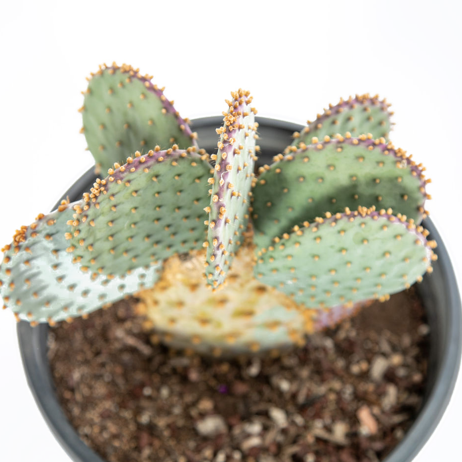 prickly pear succulent Opuntia violacea