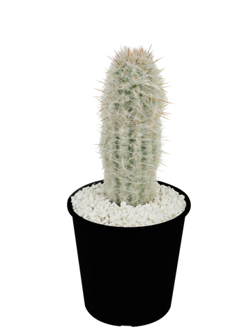 Full, high-angle view of Oreocereus celsianus (Old Man Cactus), showcasing its columnar form covered in soft, white, silky hairs. The plant's ribs are not visible due to the dense hair, but the short golden radial spines are partially hidden beneath. Protruding through the fuzzy exterior are the sharp, central spines, which can grow up to 2 inches long. This hardy cactus thrives in full sun, adapting to alkaline soil, and is suited for USDA zones 7-11.