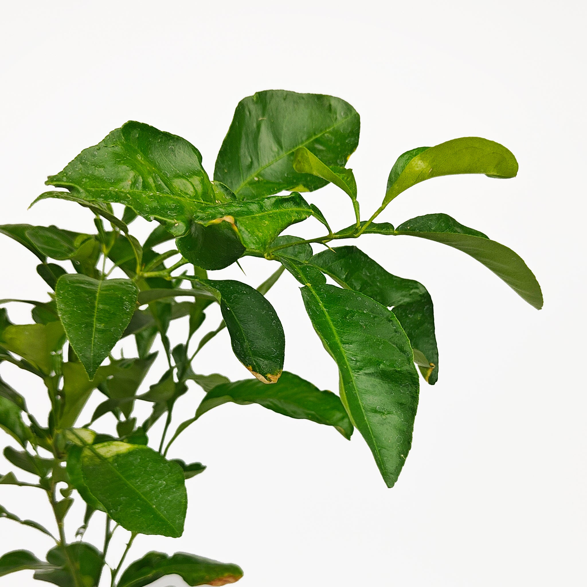 Oroblanco Grapefruit Tree (ORB) – Happy Valley Plants