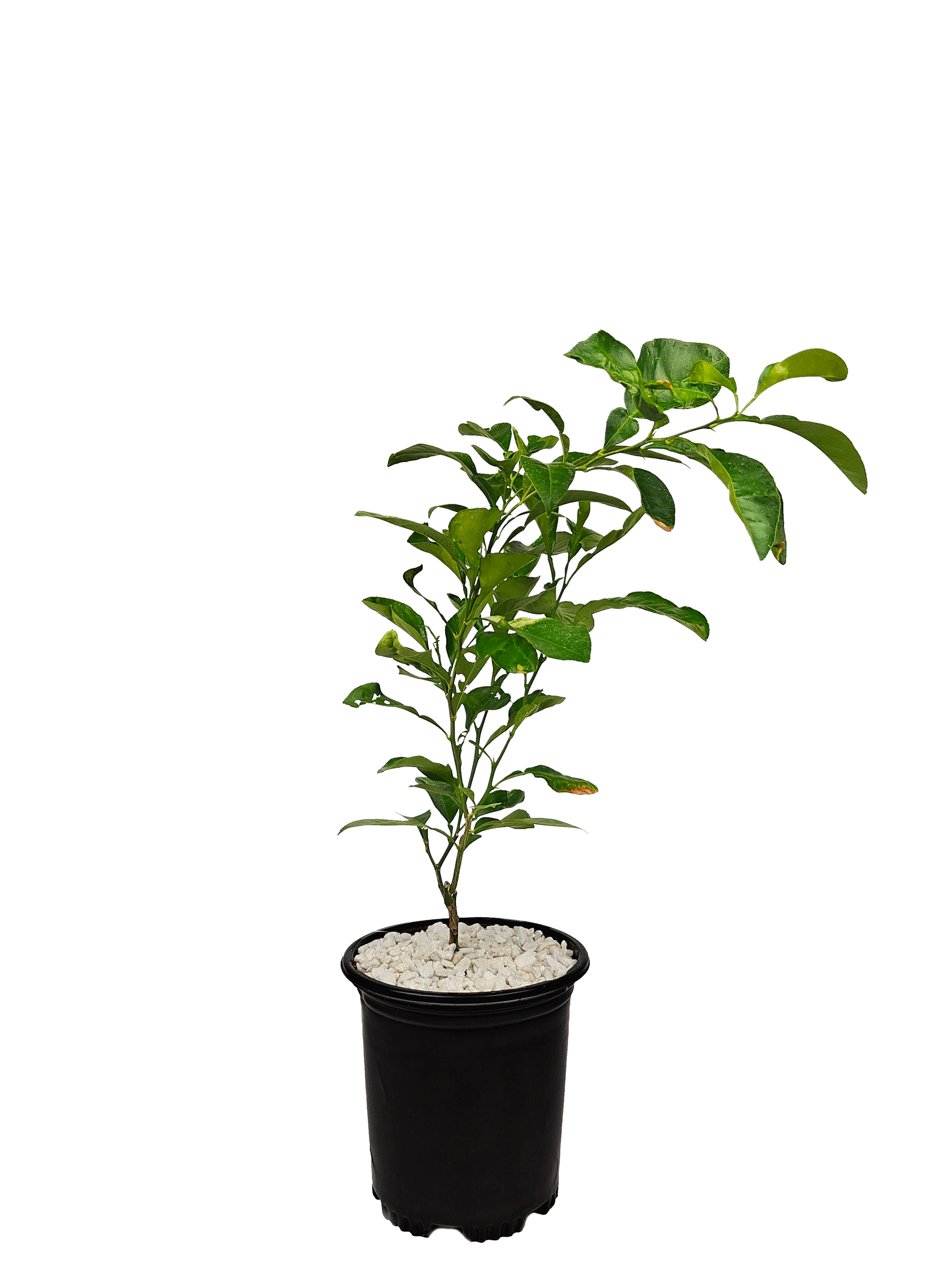 フリョウプランツ Citrus Collection – Happy Valley Plants