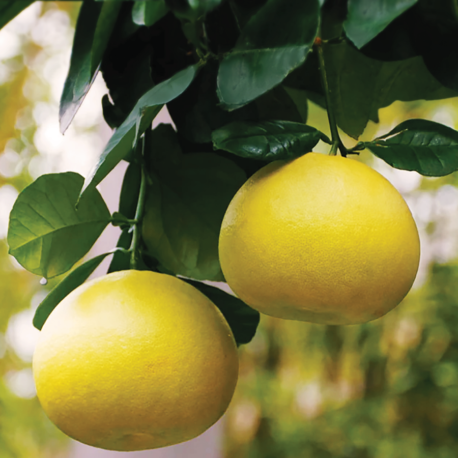 grapefruit plants Oroblanco Grapefruit Tree (ORB) – Happy Valley Plants