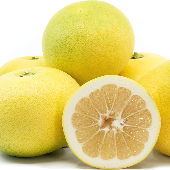 Citrus Collection – Happy Valley Plants