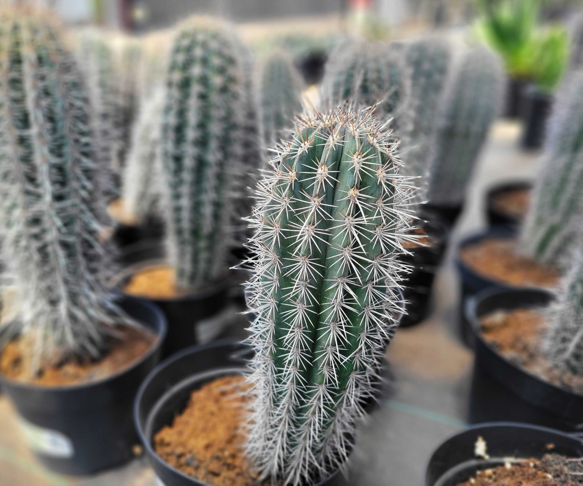 kaktus pachycereus pringlei Pachycereus pringlei