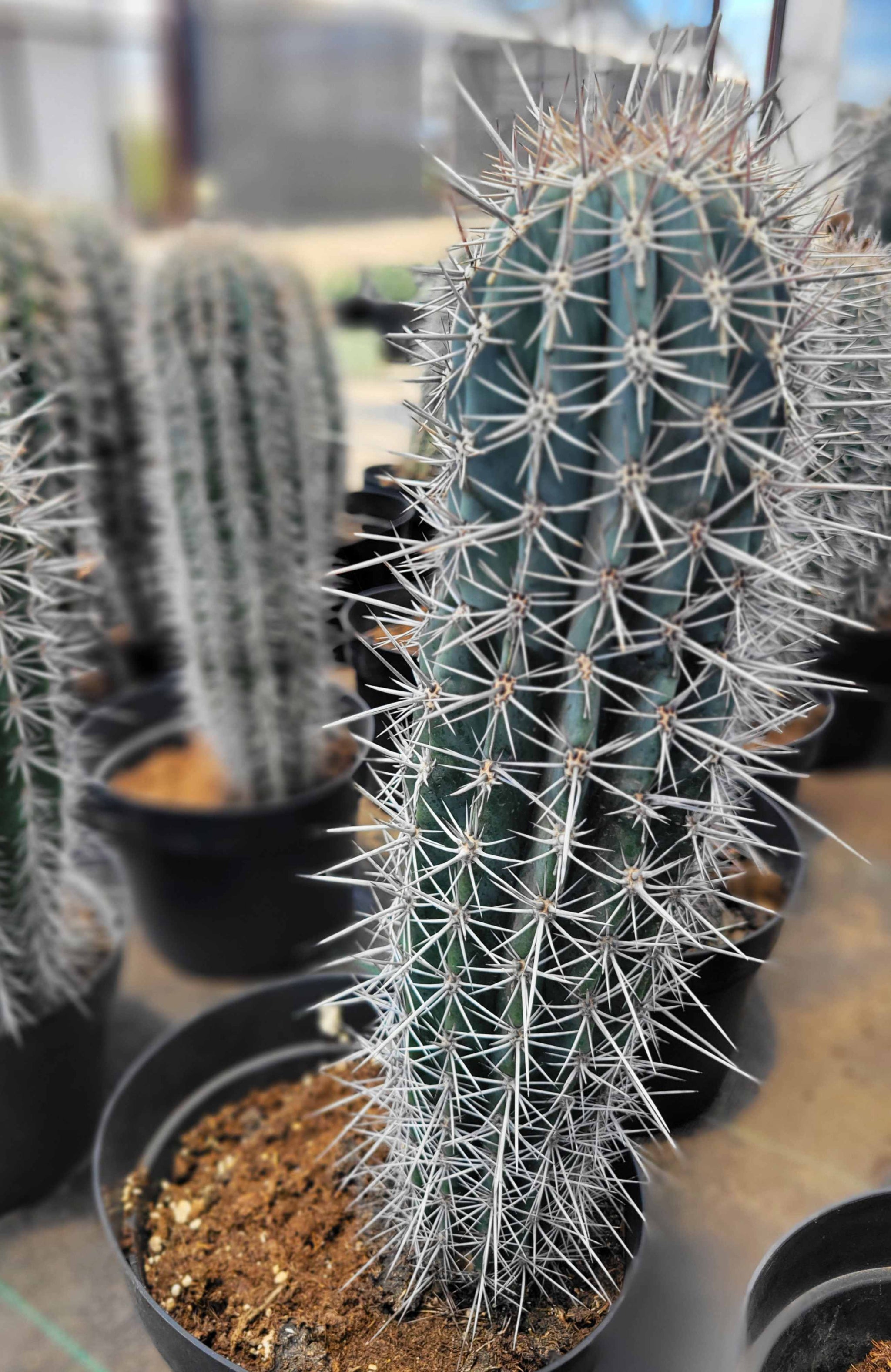 cactus pachycereus pringlei Pachycereus pringlei