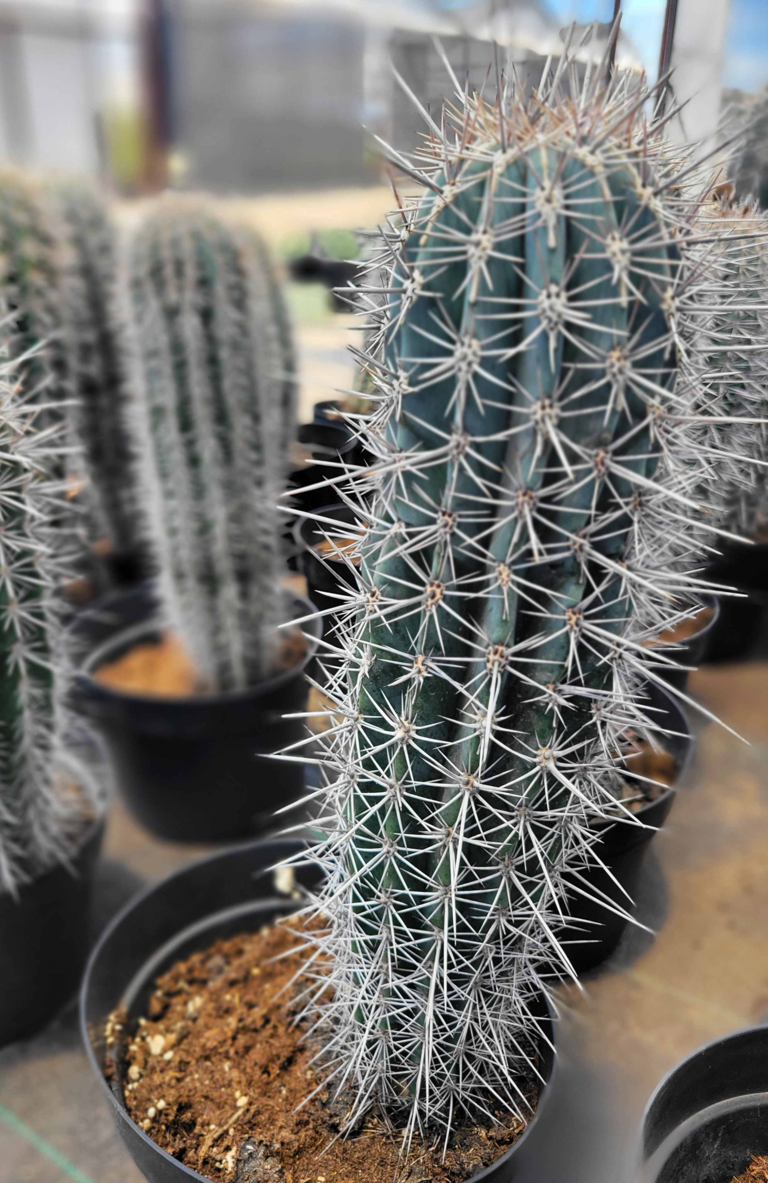 Pachycereus pringlei