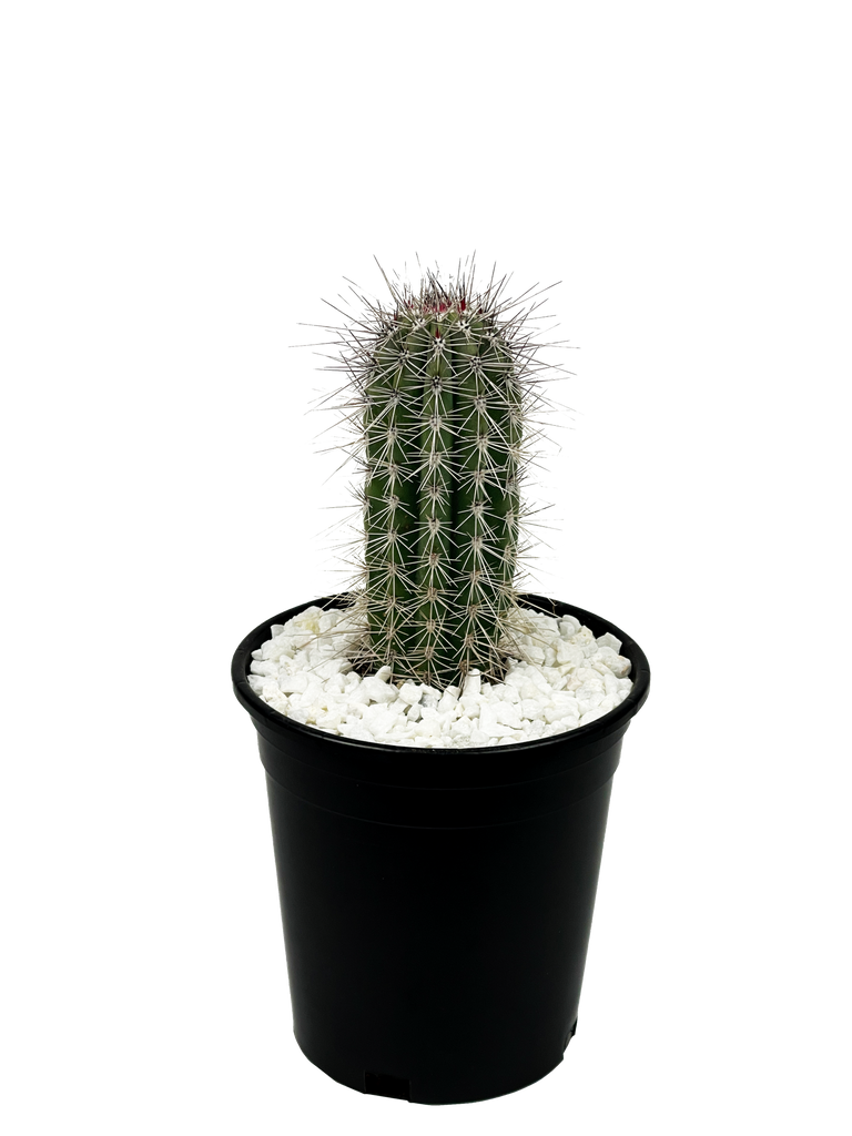 Full, high angle view of Pachycereus pringlei (Cardon), showcasing its tall, gray-green, waxy flesh and branching structure from the base. The plant's ribs are lined with silvery-colored spines, reaching up to 5 inches long. It thrives in full sun and grows to 20-40 feet high and 10-20 feet wide, hardy in USDA zones 9-11.