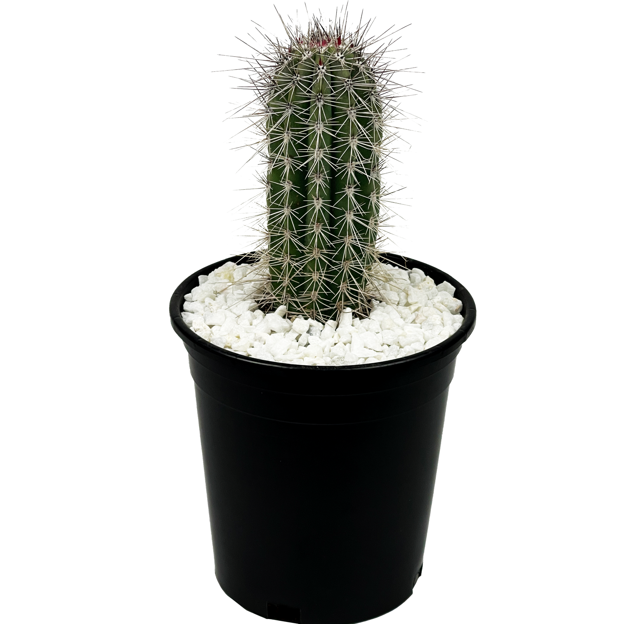 Pachycereus pringlei