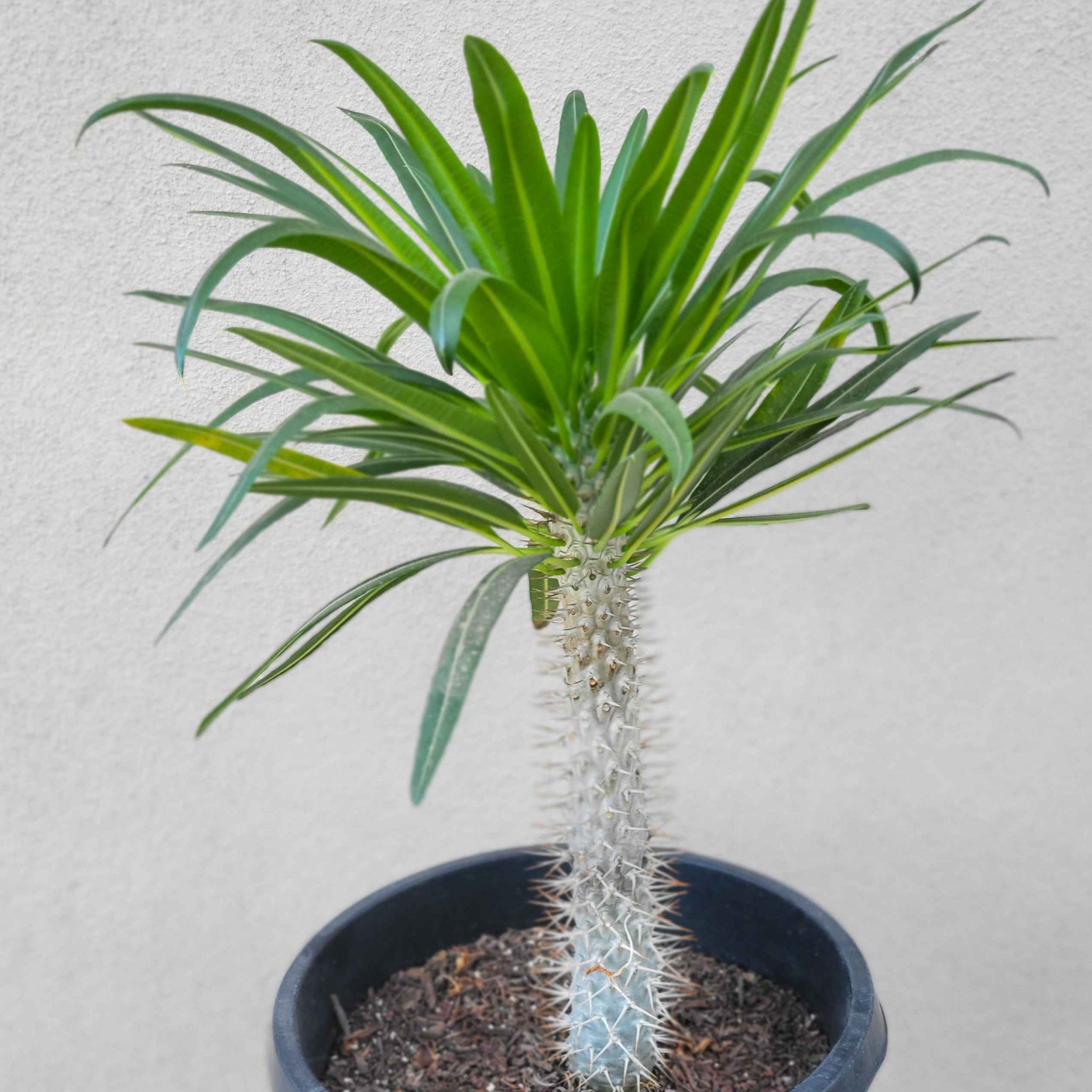 Pachypodium lamerei – Happy Valley Plants