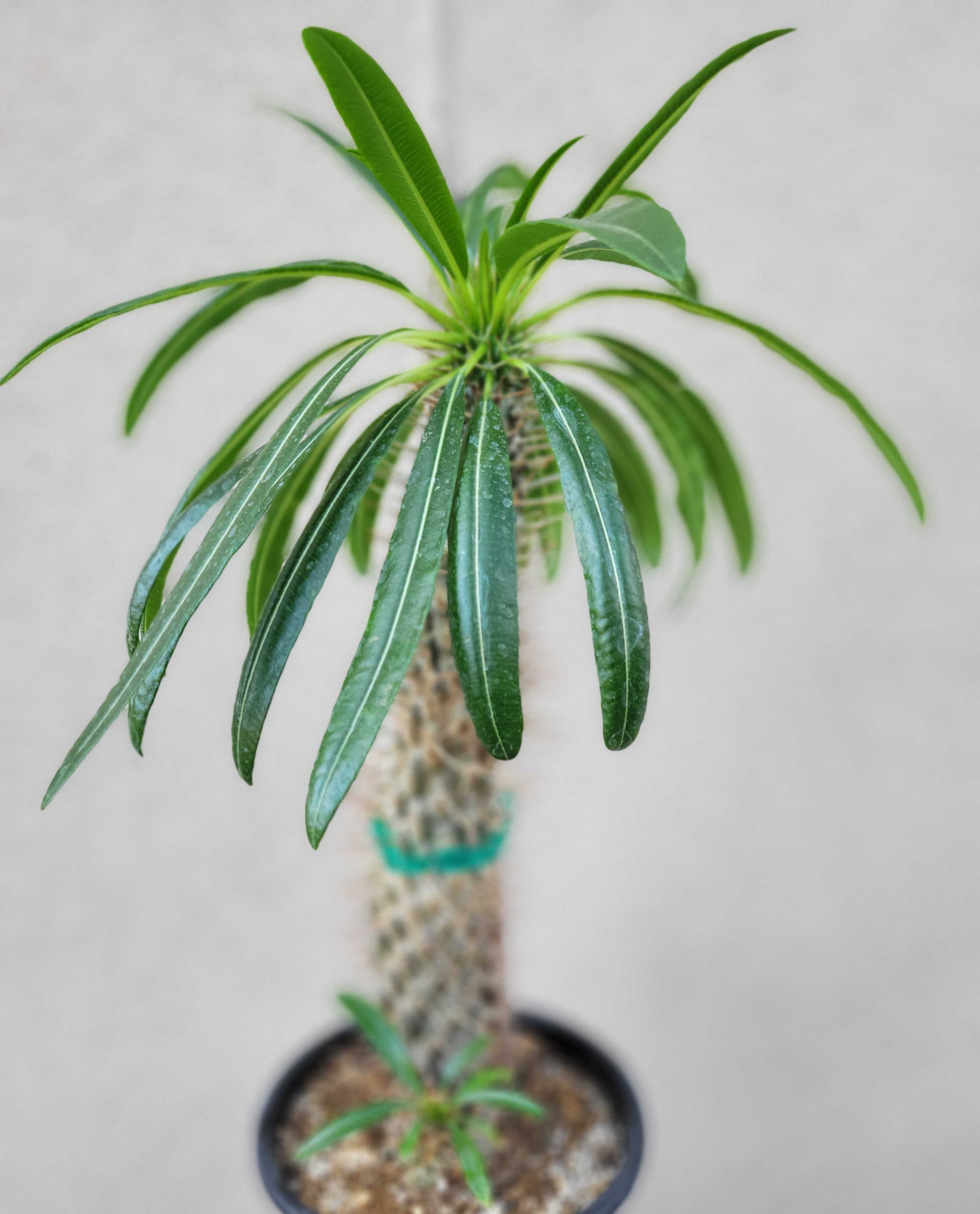 madagascar plant indoor Pachypodium lamerei – Happy Valley Plants
