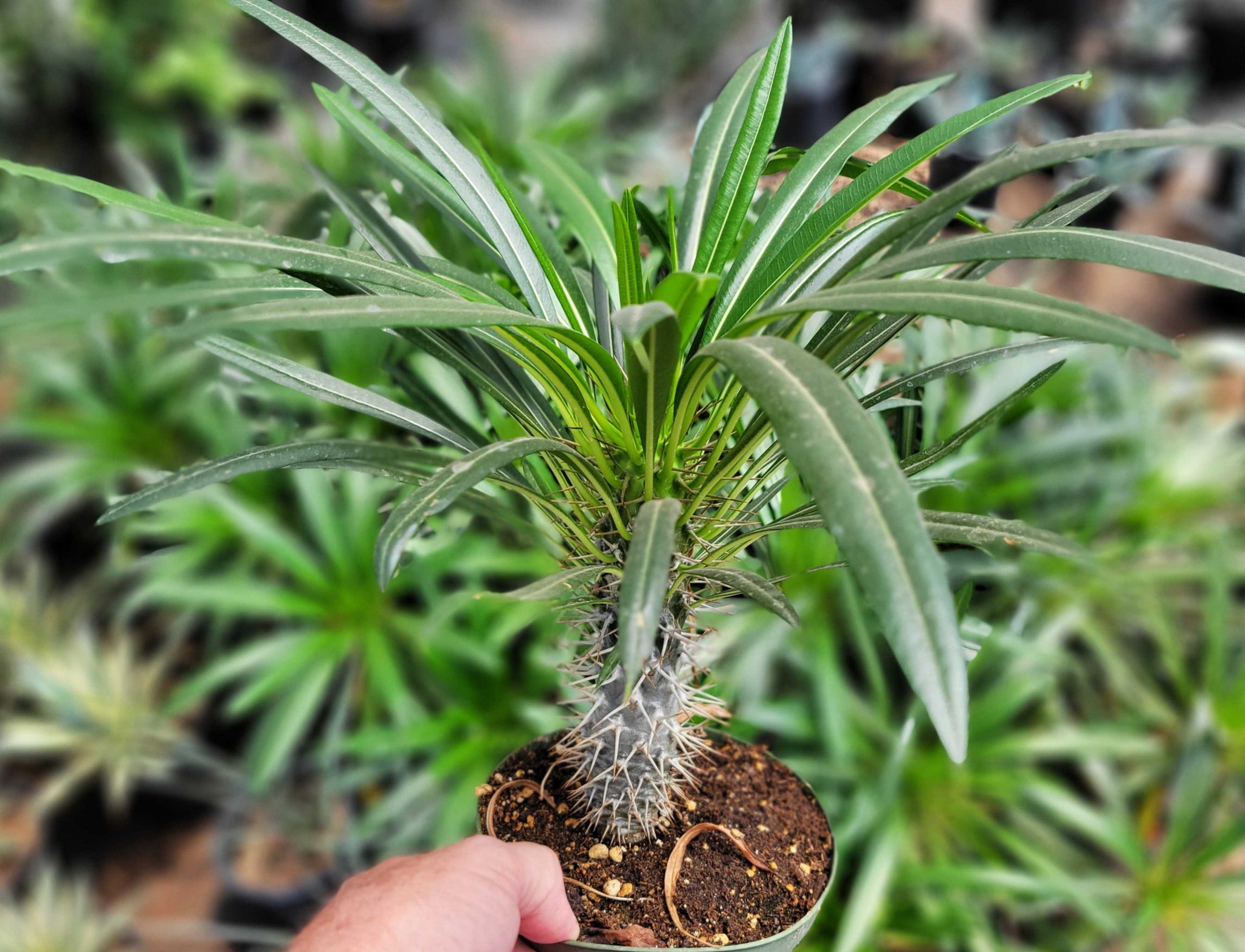 madagascar palm plant Pachypodium lamerei