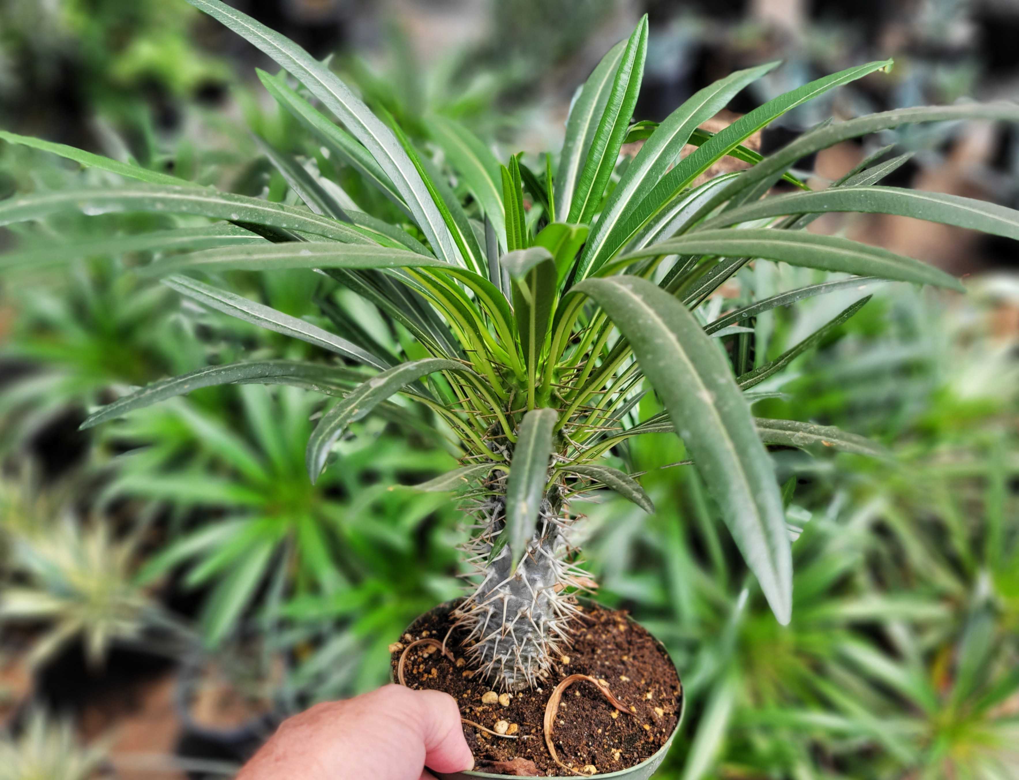 madagascar palm house plant Pachypodium lamerei