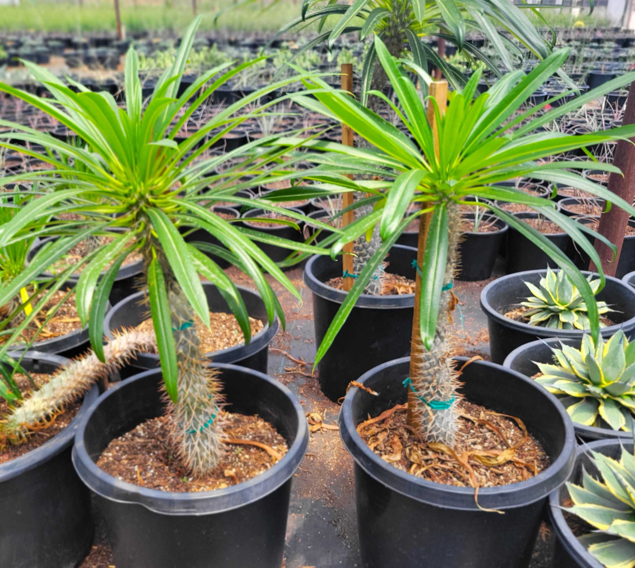 Pachypodium lamerei – Happy Valley Plants