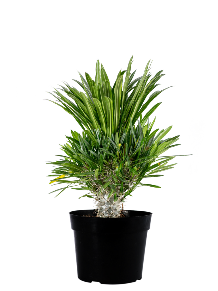 Full, high angle view of Pachypodium lamerei, showcasing its thick, greenish-white trunk covered in sharp, dual-patterned spines. The tuft of bright green, feather-like leaves crowns the top, creating a dramatic, sculptural silhouette. Grows 3-8 feet high and 1-4 feet wide in USDA zones 10-12.