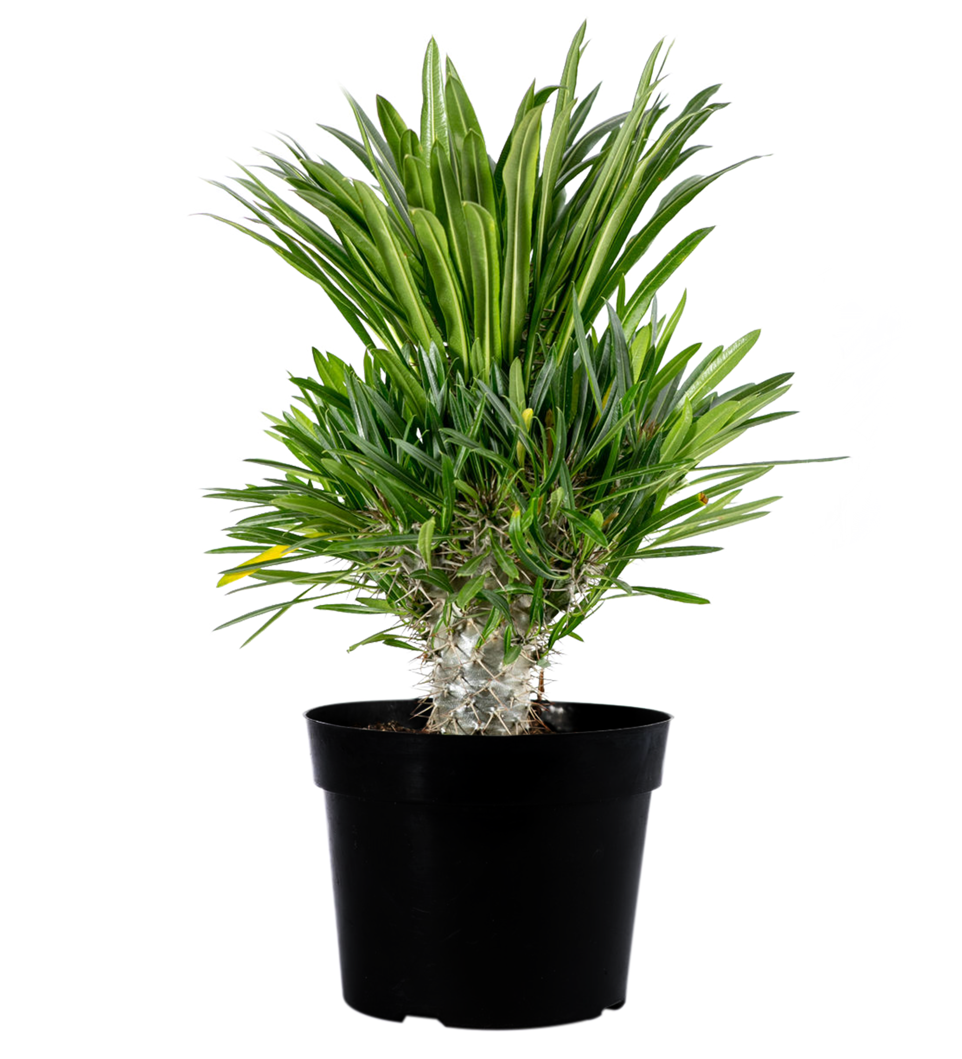 Pachypodium lamerei – Happy Valley Plants