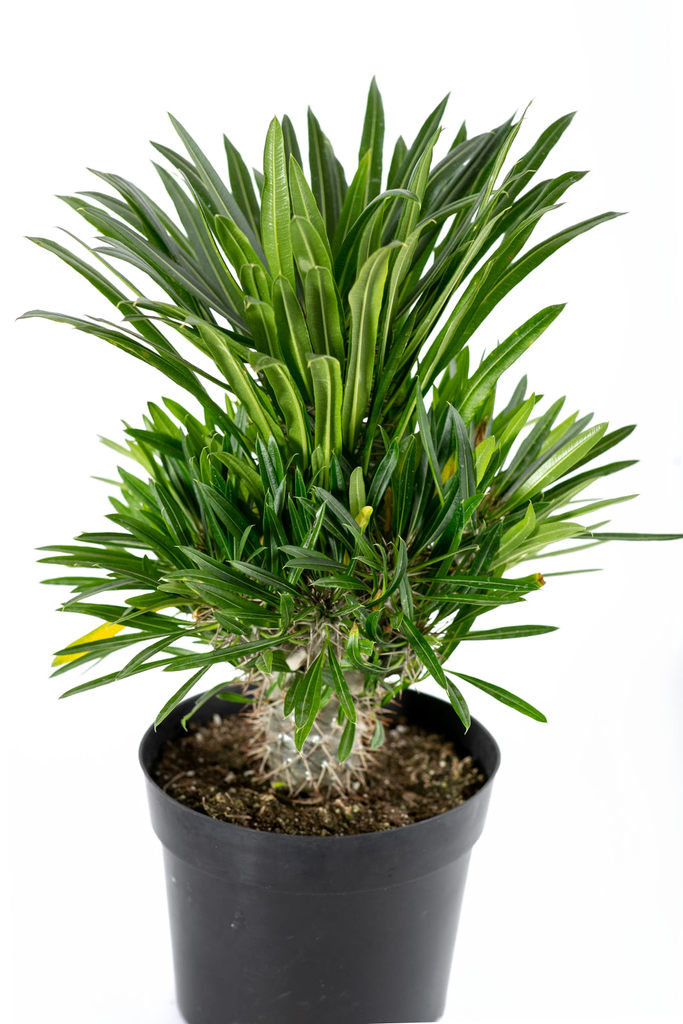 Top down view of Madagascar Palm, emphasizing the radial pattern of the tufted, long green leaves clustered at the top. The sharp spines along the trunk form a distinct, textured pattern, enhancing the plant’s unique appearance.
