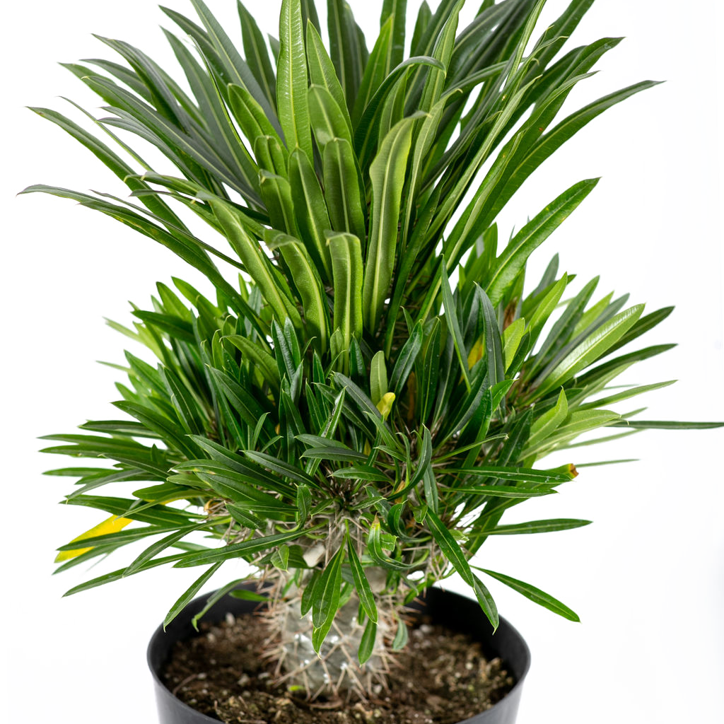 Pachypodium lamerei – Happy Valley Plants