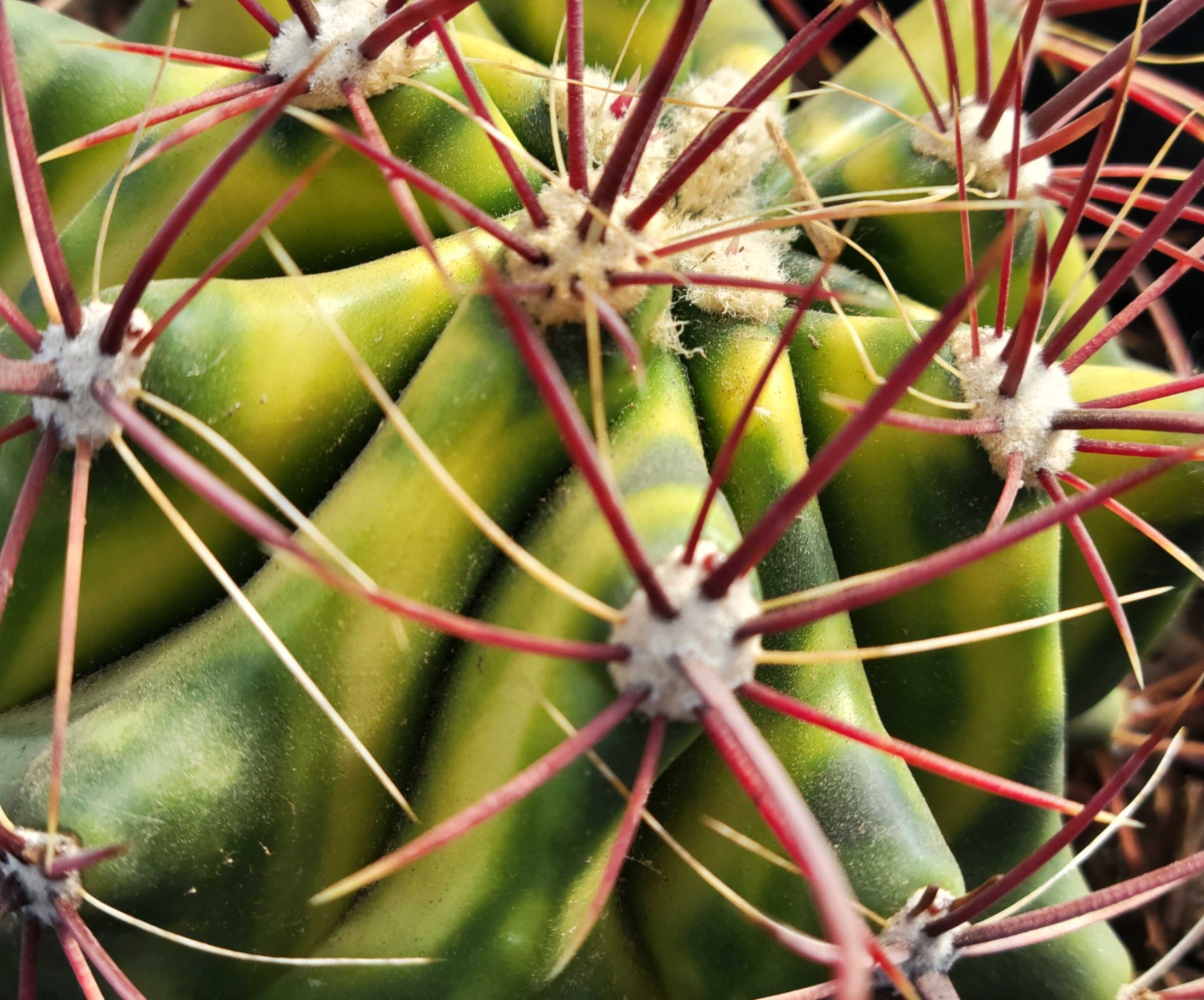 Products – Happy Valley Plants