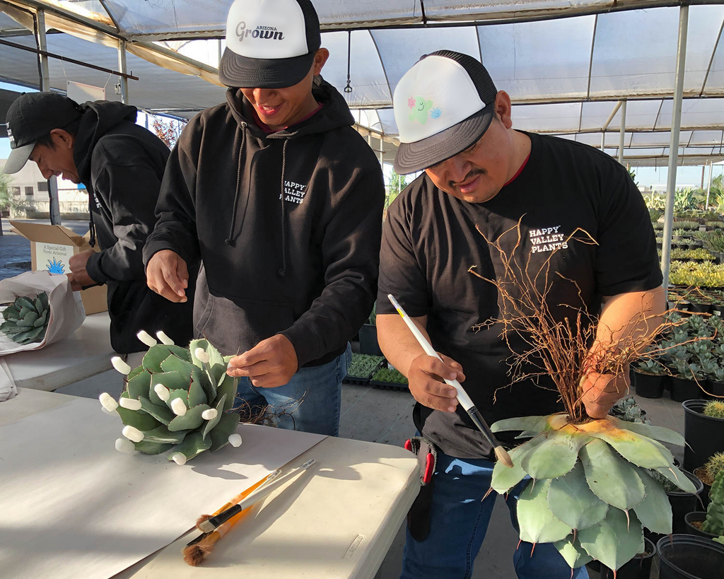 happygrun snake plant Sansevieria trifasciata