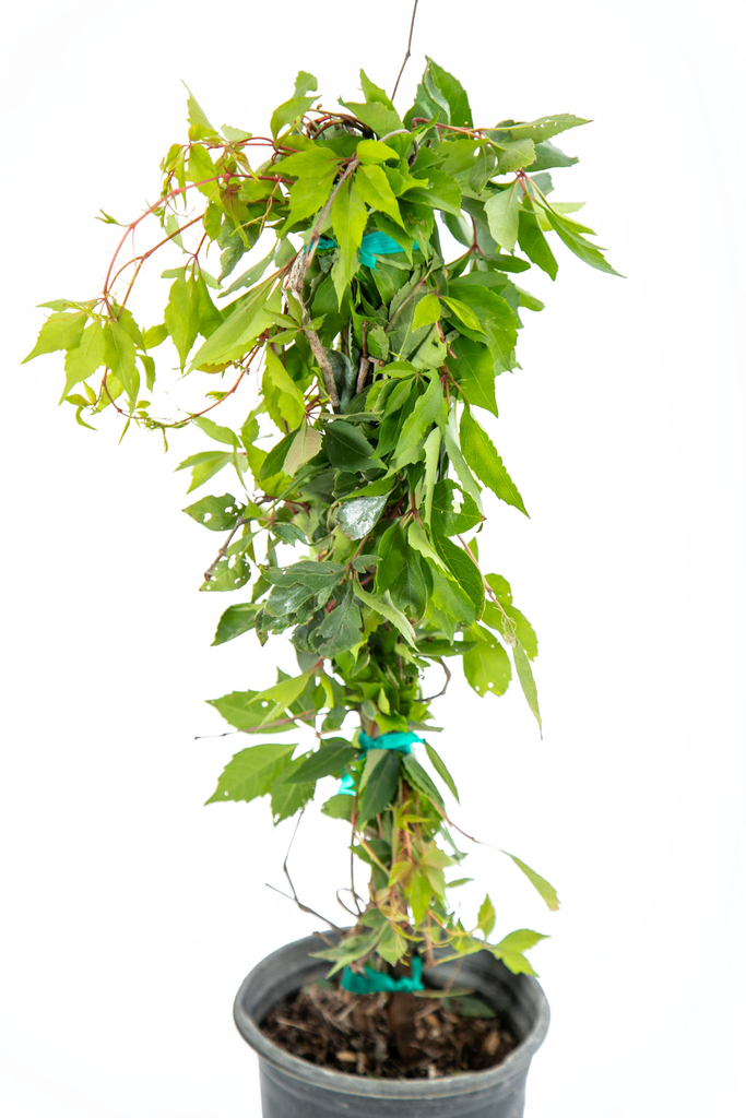 Close-up of Parthenocissus 'Hacienda Creeper' leaves, highlighting their glossy green surfaces transitioning to brilliant orange or red hues in the fall, with small blue-black fruits nestled within.