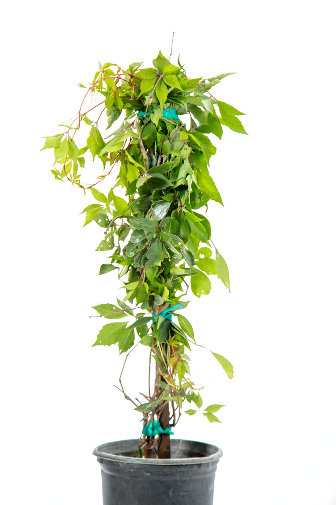 Close-up of Parthenocissus 'Hacienda Creeper' leaves, highlighting their glossy green surfaces transitioning to brilliant orange or red hues in the fall, with small blue-black fruits nestled within.