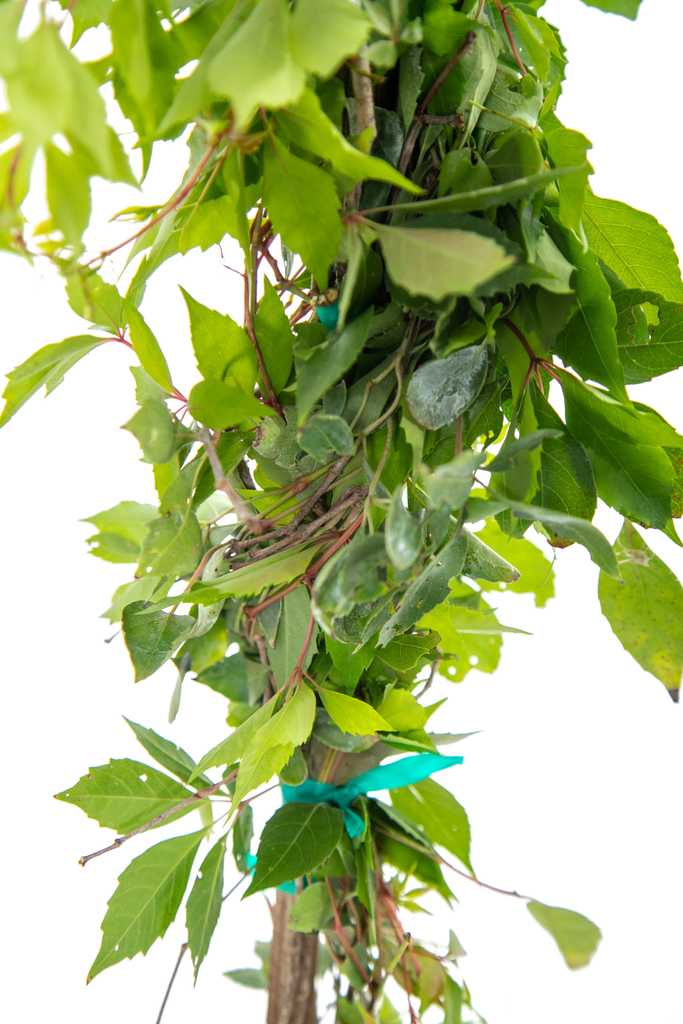 Close-up of Parthenocissus 'Hacienda Creeper' leaves, highlighting their glossy green surfaces transitioning to brilliant orange or red hues in the fall, with small blue-black fruits nestled within.
