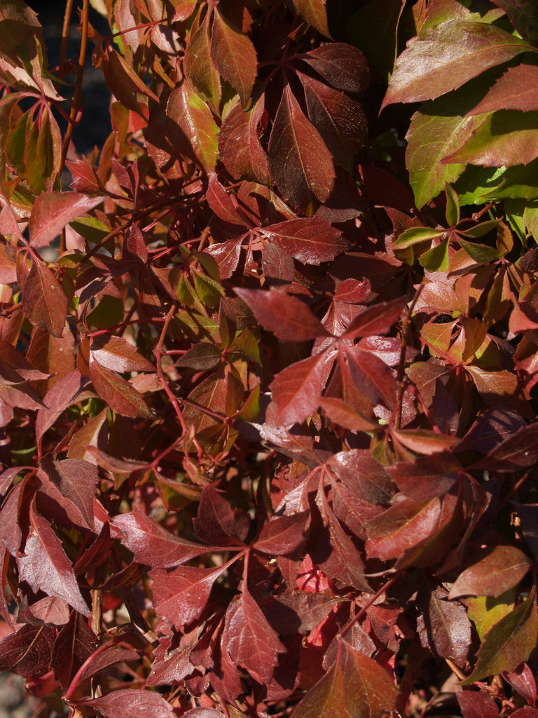 Close-up of Parthenocissus 'Hacienda Creeper' leaves, highlighting their glossy green surfaces transitioning to brilliant orange or red hues in the fall, with small blue-black fruits nestled within.
