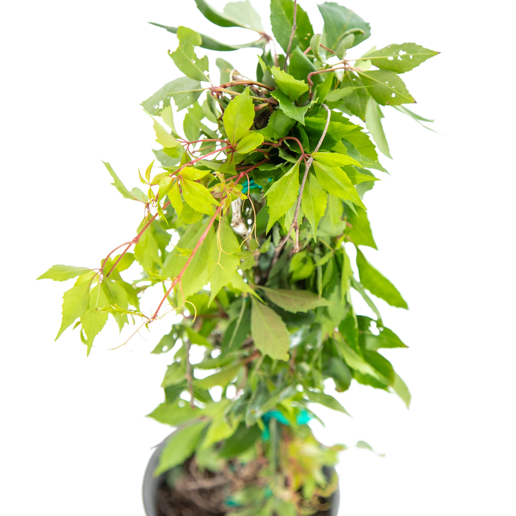 creeper house plants Parthenocissus sp. 'Hacienda Creeper' – Happy Valley Plants