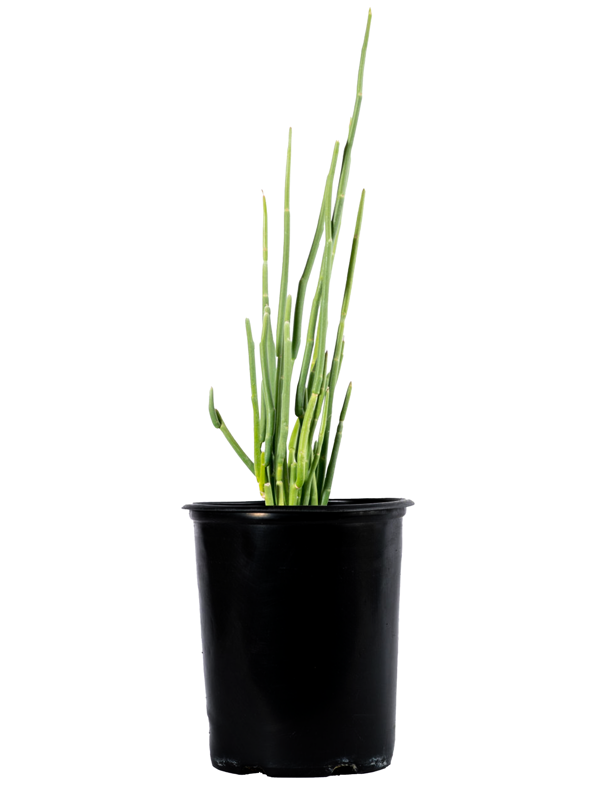 Pedilanthus macrocarpus