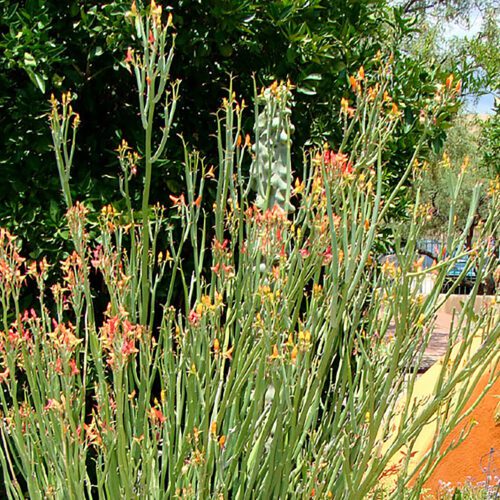 Close-up of Pedilanthus macrocarpus flowers, focusing on the distinctive slipper-like shape and vibrant red-orange coloration. The fine details of the succulent stems and flowers create an intriguing texture and visual interest.