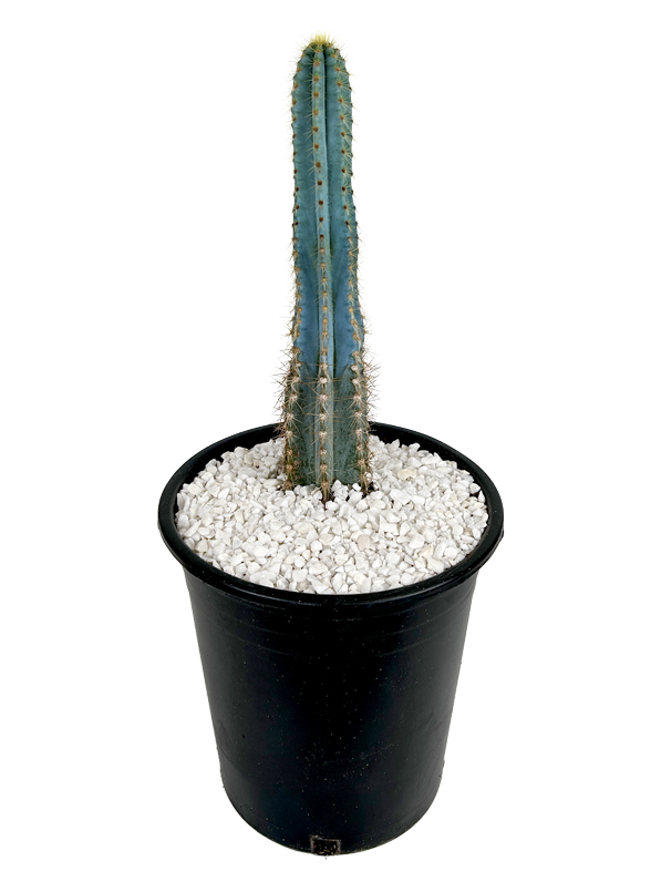 Pilosocereus azureus