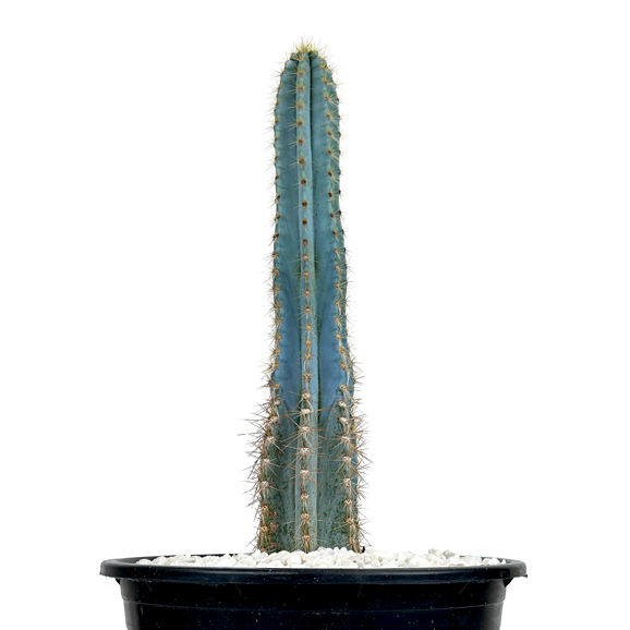 san pedro torch cactus for sale Pilosocereus azureus