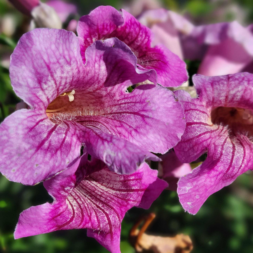 Podranea ricasoliana - Pink Trumpet Vine – Happy Valley Plants