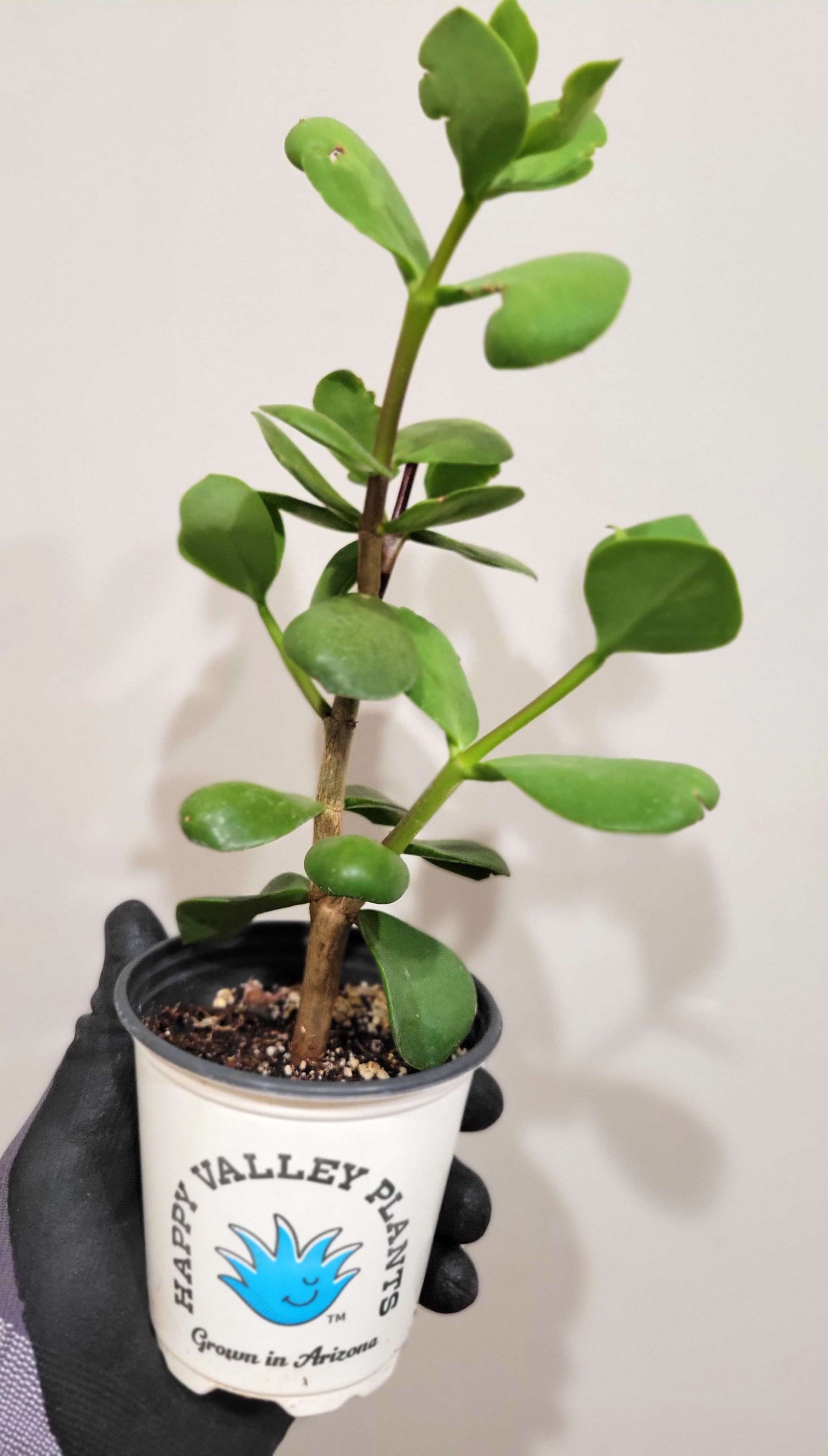 Portulacaria a. f. macrophylla