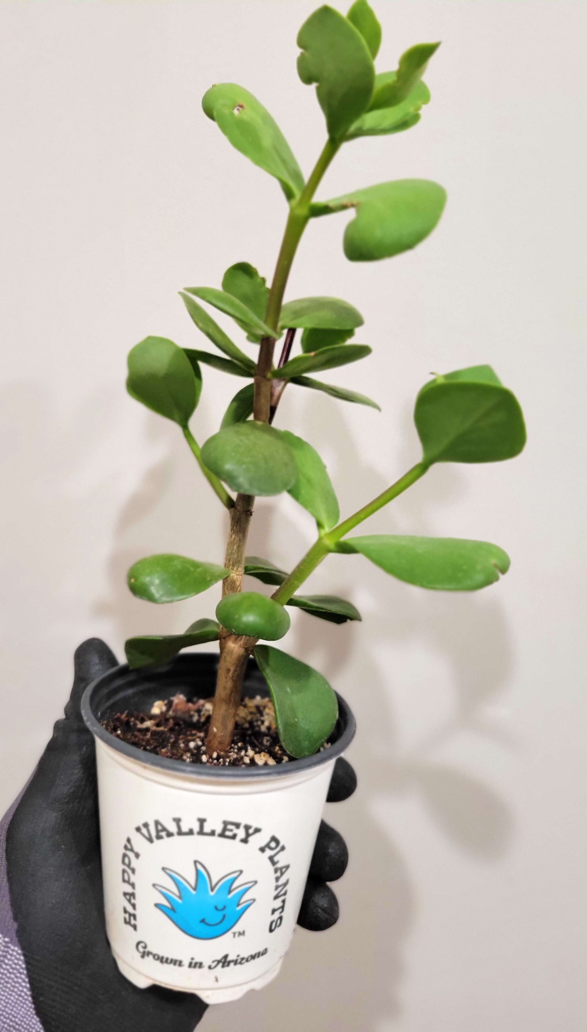 Portulacaria_a._f.