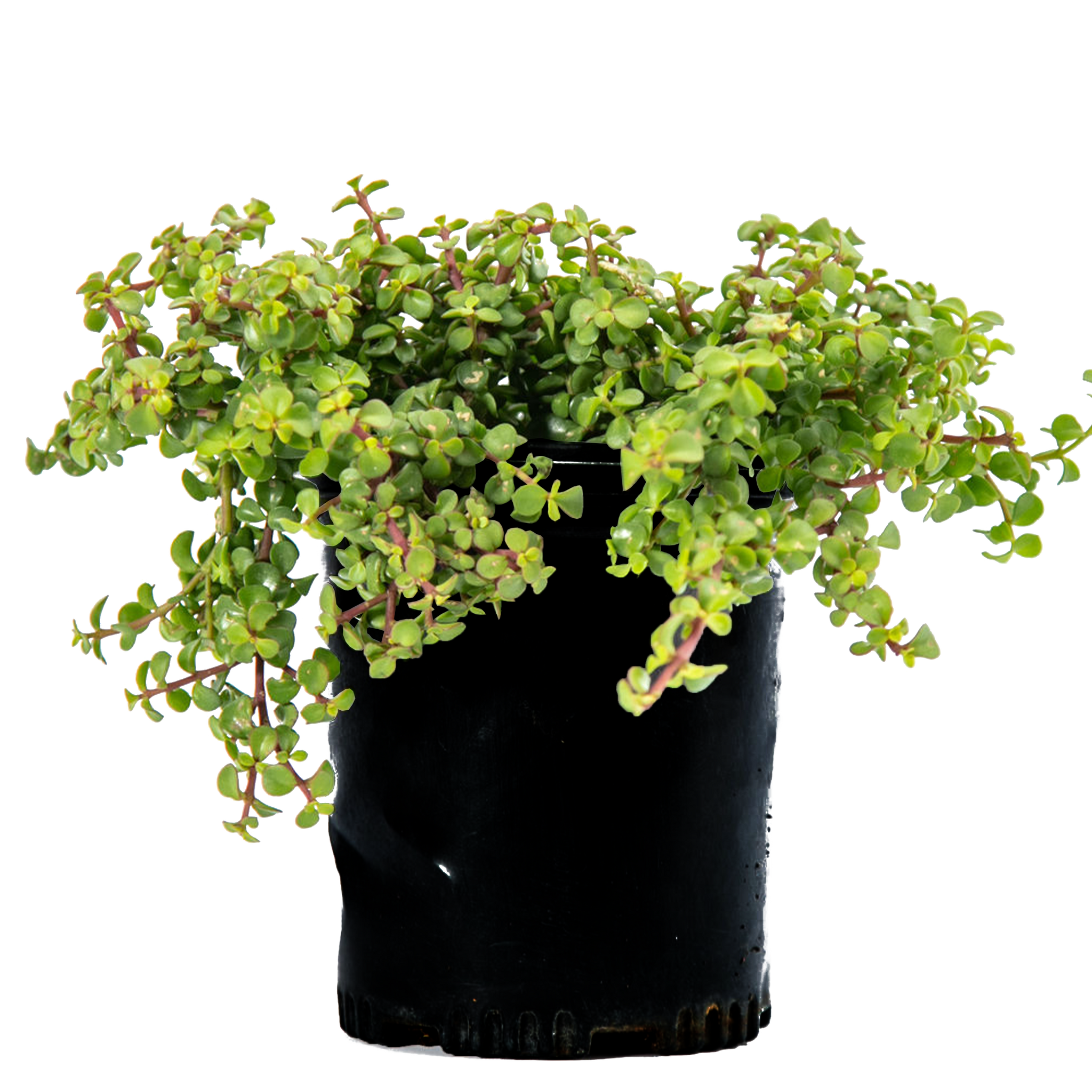 Portulacaria afra