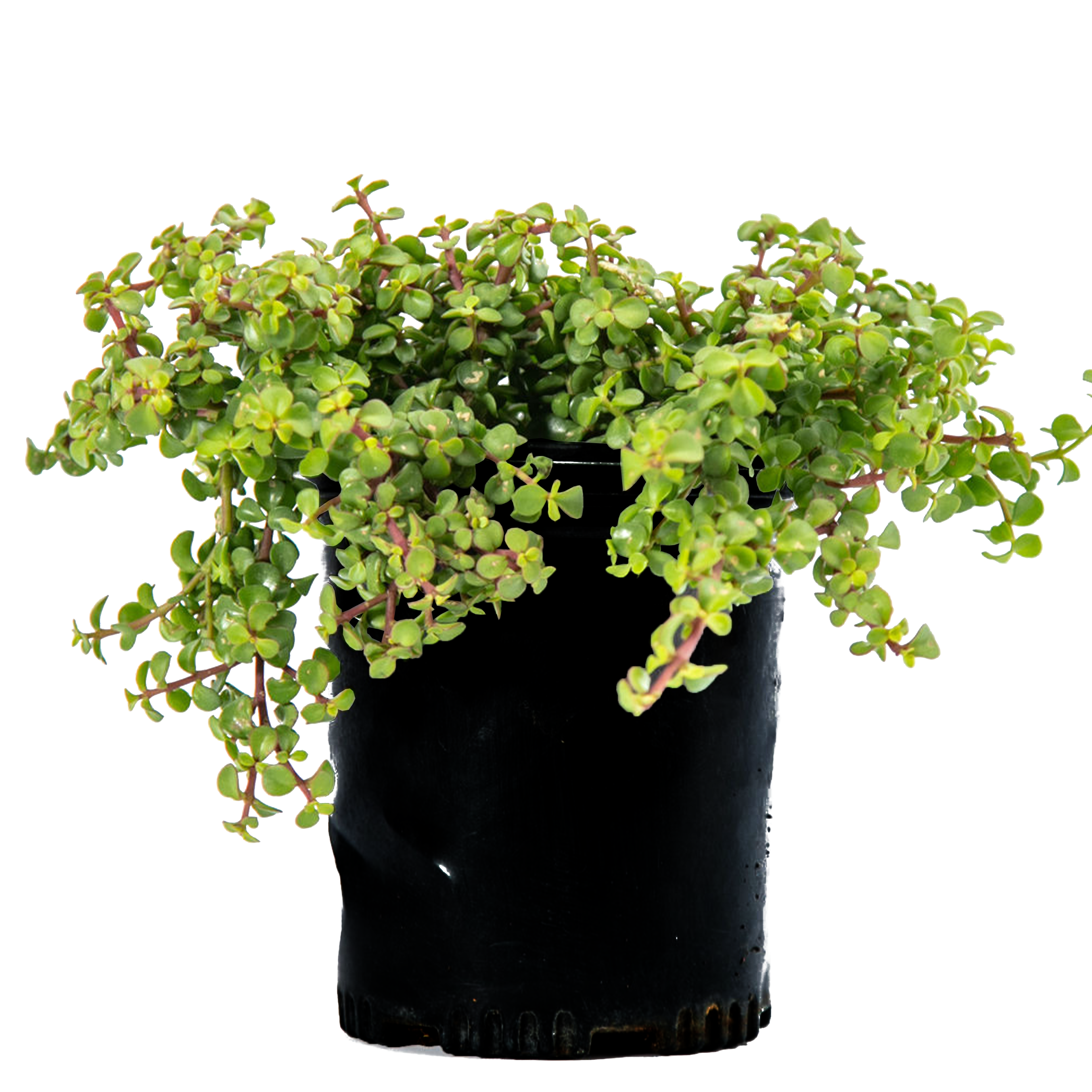 Portulacaria afra
