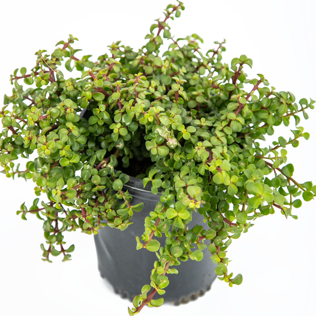 portulacaria afra elephant bush Portulacaria afra