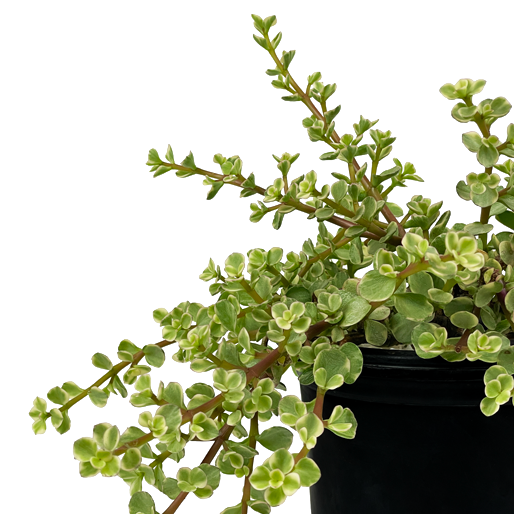justine dawn portulacaria afra elephant bush Portulacaria afra
