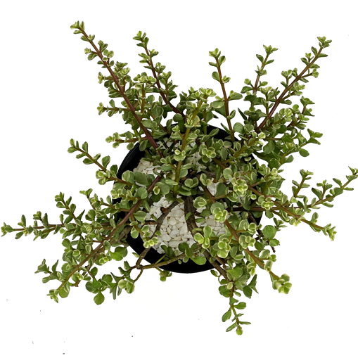 portulacaria afra aspca Portulacaria afra